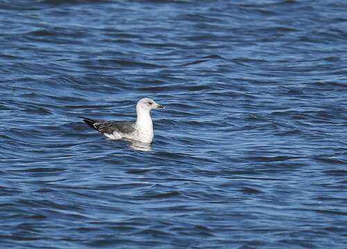 Image of Lesser Black-backed Gull