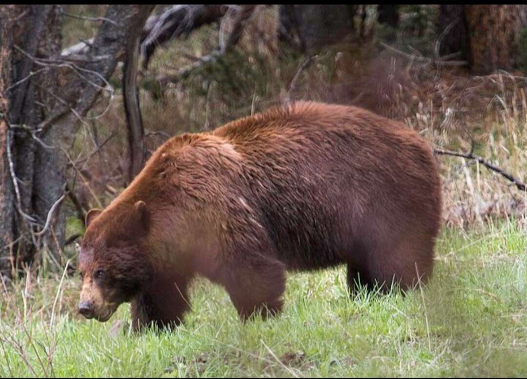 Image of bears