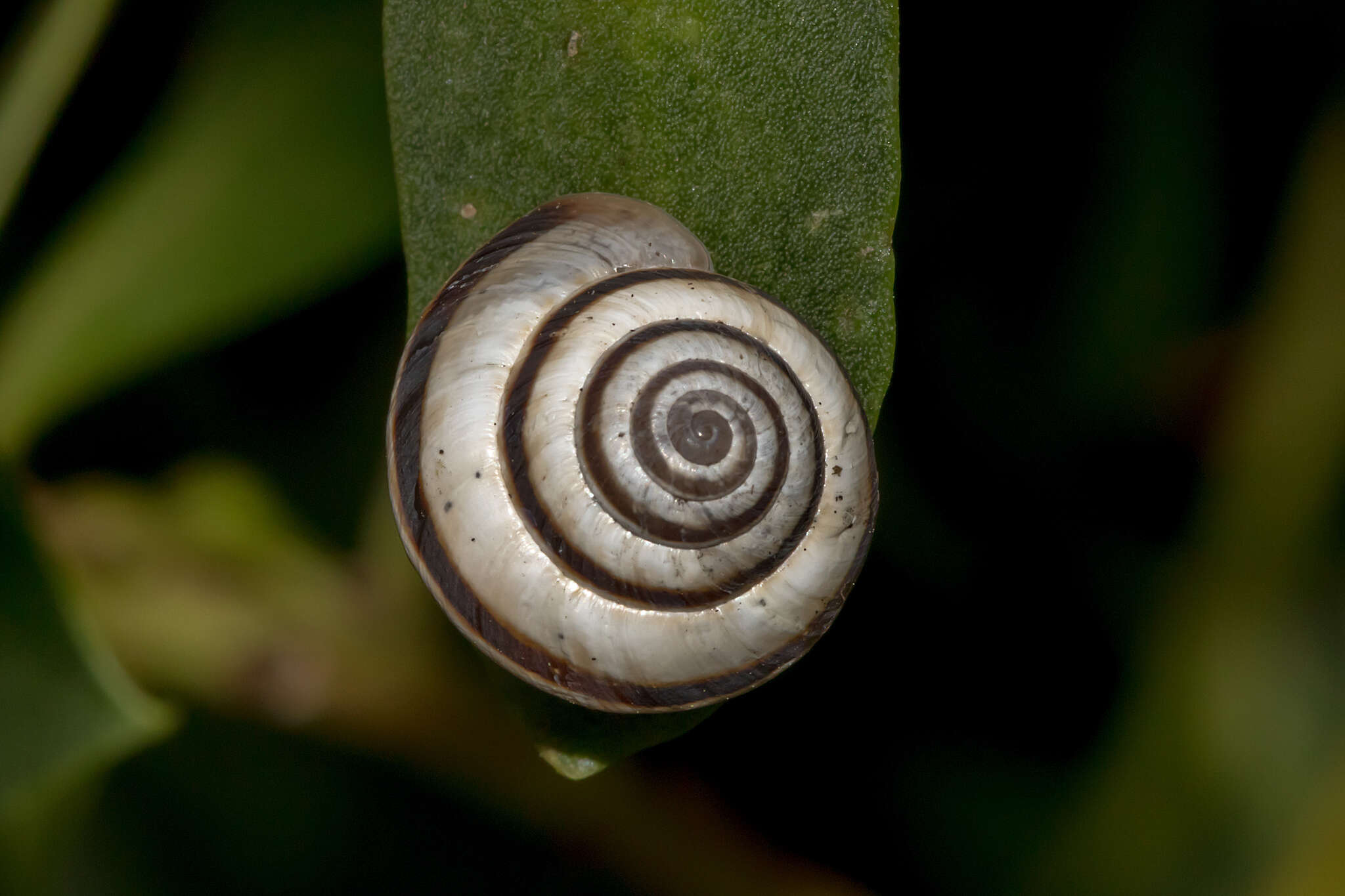 Image of Maritime gardensnail