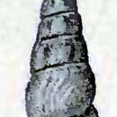 Image of Globidrillia hemphillii (Stearns 1871)