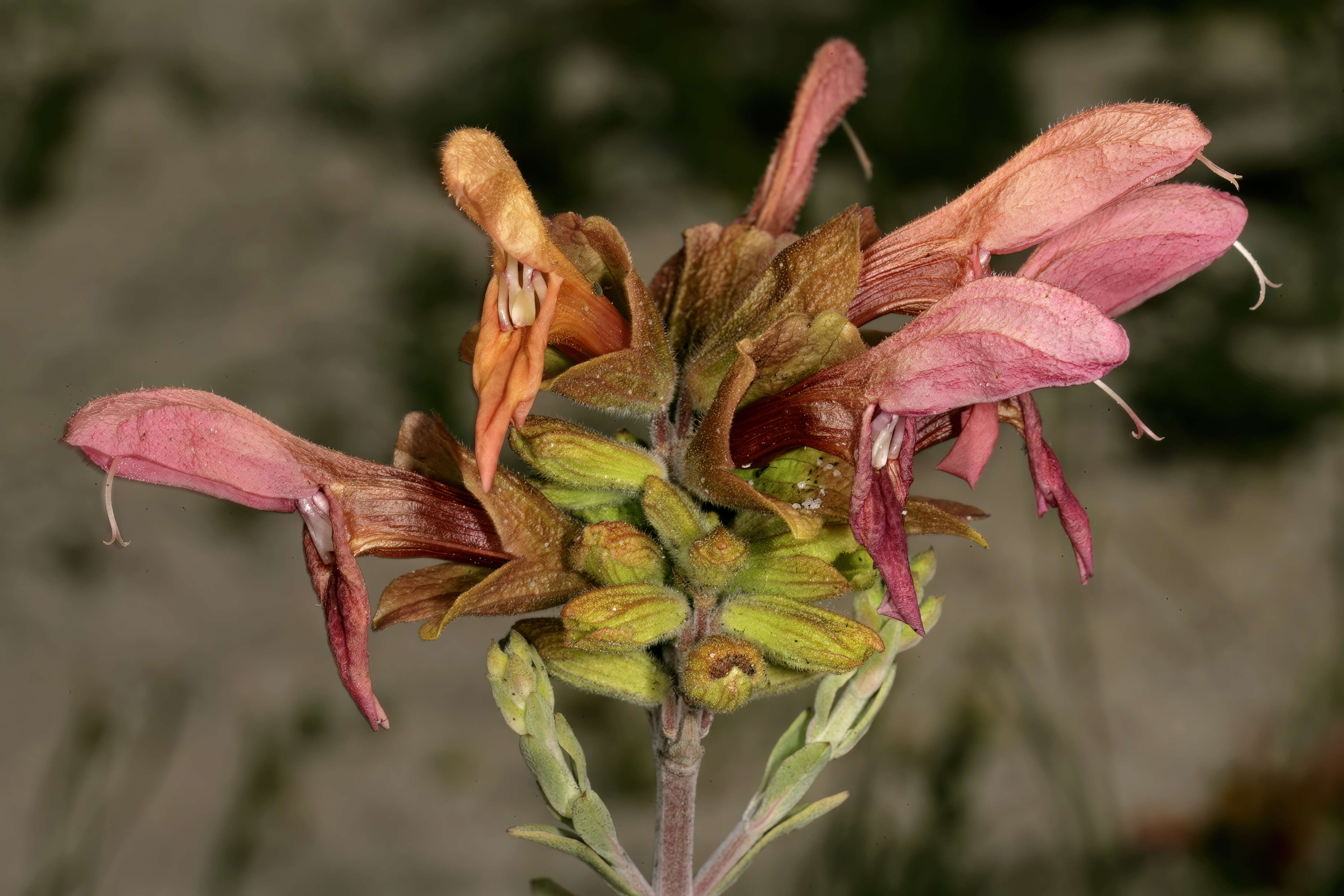 Image of Salvia lanceolata Lam.