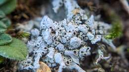 Image of Cow pie lichen