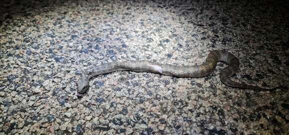 Image of Barkly Tableland death adder