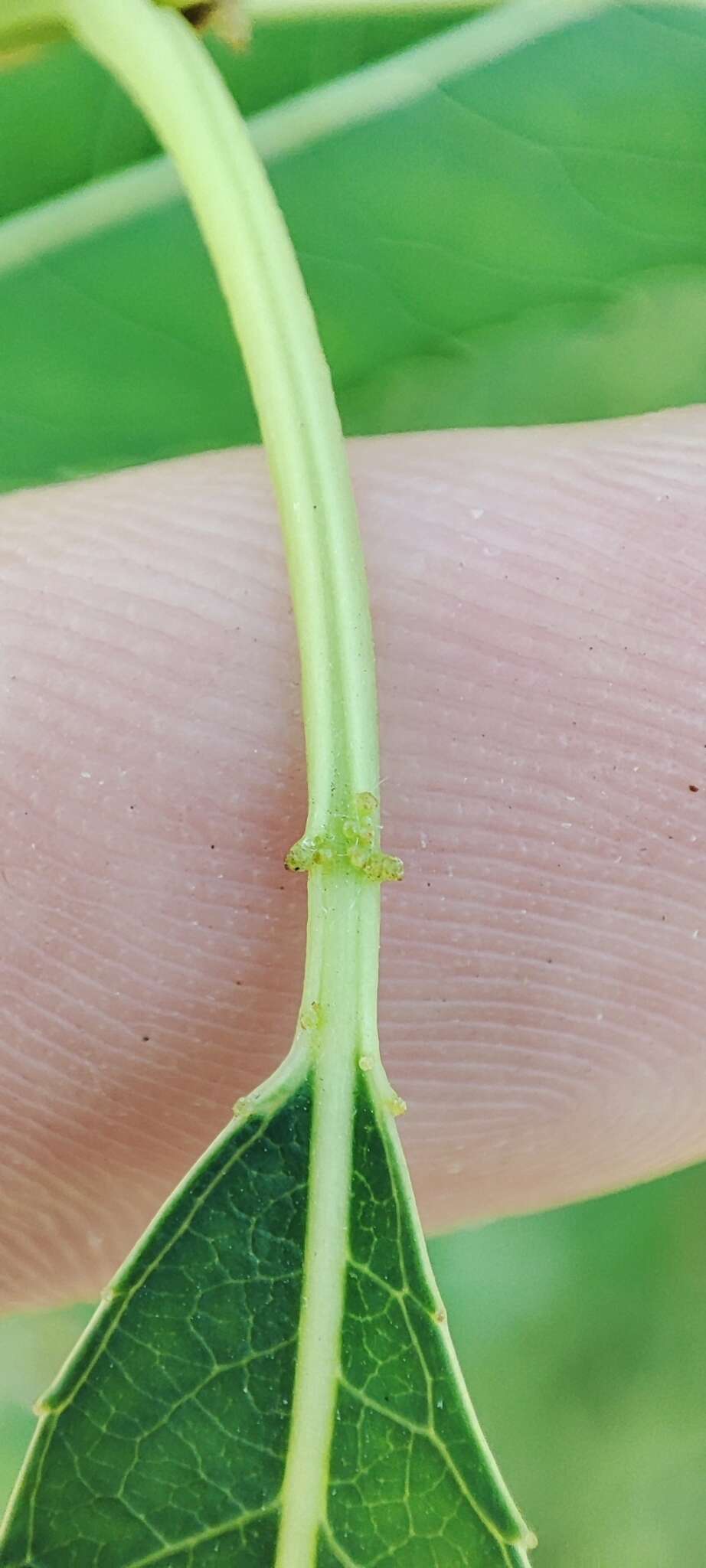 Image of Almond-leaved Willow