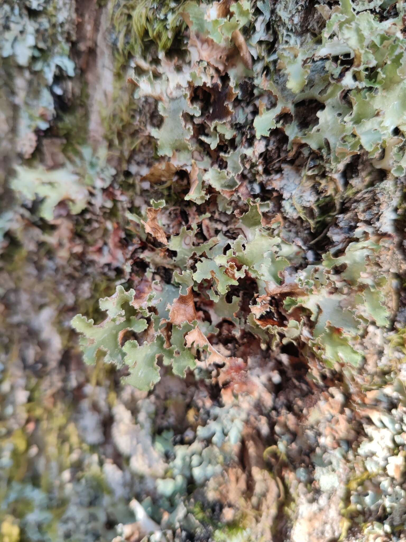 Image of Varied Rag Lichen