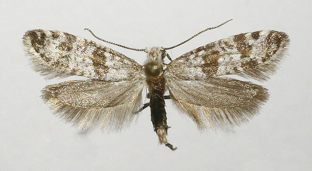 Image of Scythropia