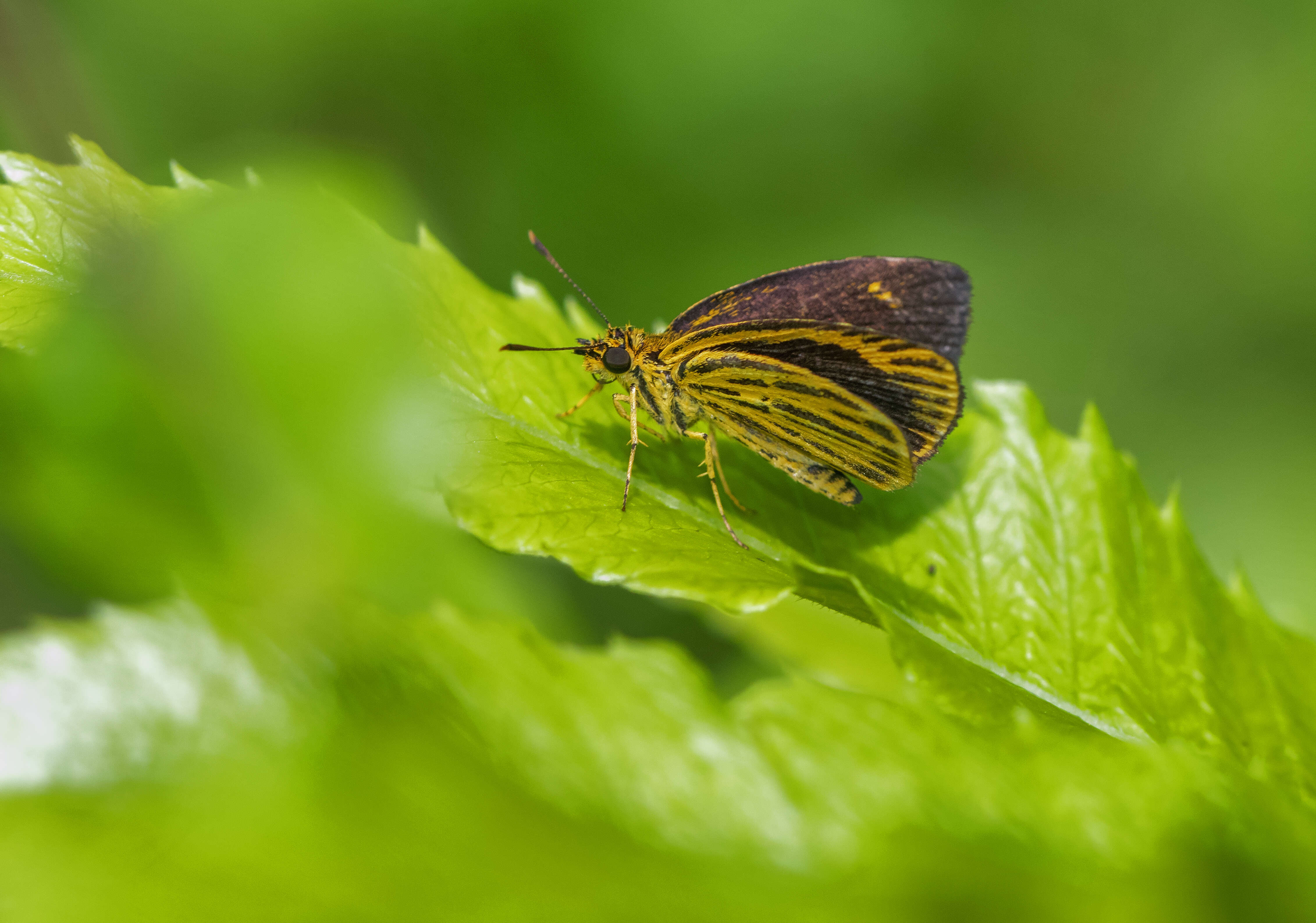 Image of Ampittia subvittatus