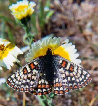 Image of Euphydryas editha bayensis