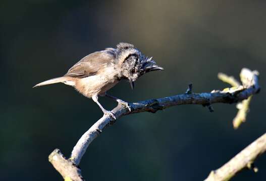 Image of Lophophanes Kaup 1829