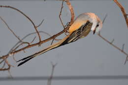 Image of Scissor-tailed Flycatcher