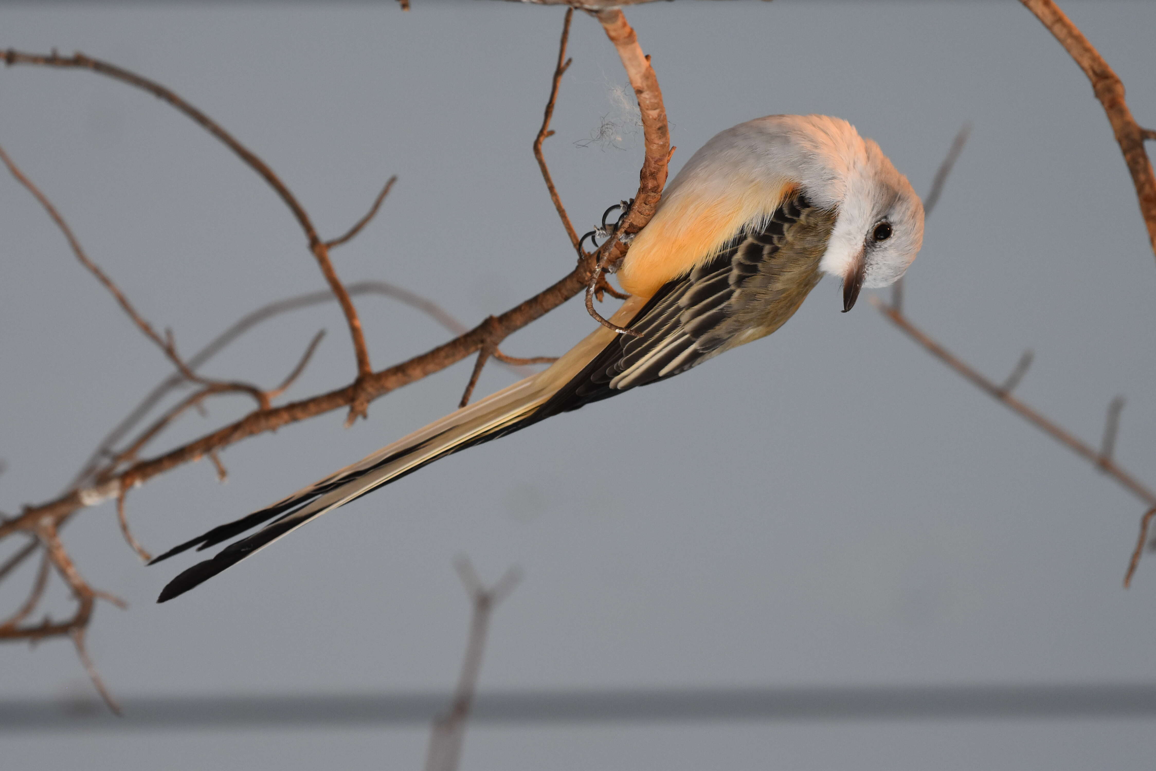 Image of Scissor-tailed Flycatcher