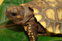 Image of Yellow-footed Tortoise