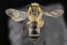 Image of Aster Andrena