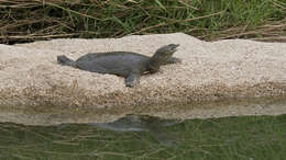 Image of Northern Chinese softshell turtle