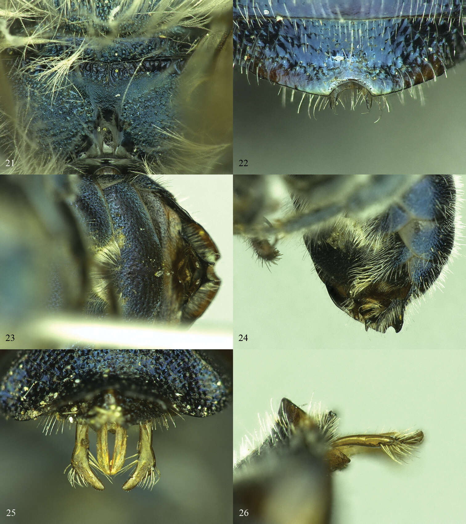 Image of Osmia calaminthae