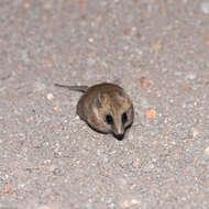 Image of Fat-tailed Dunnart