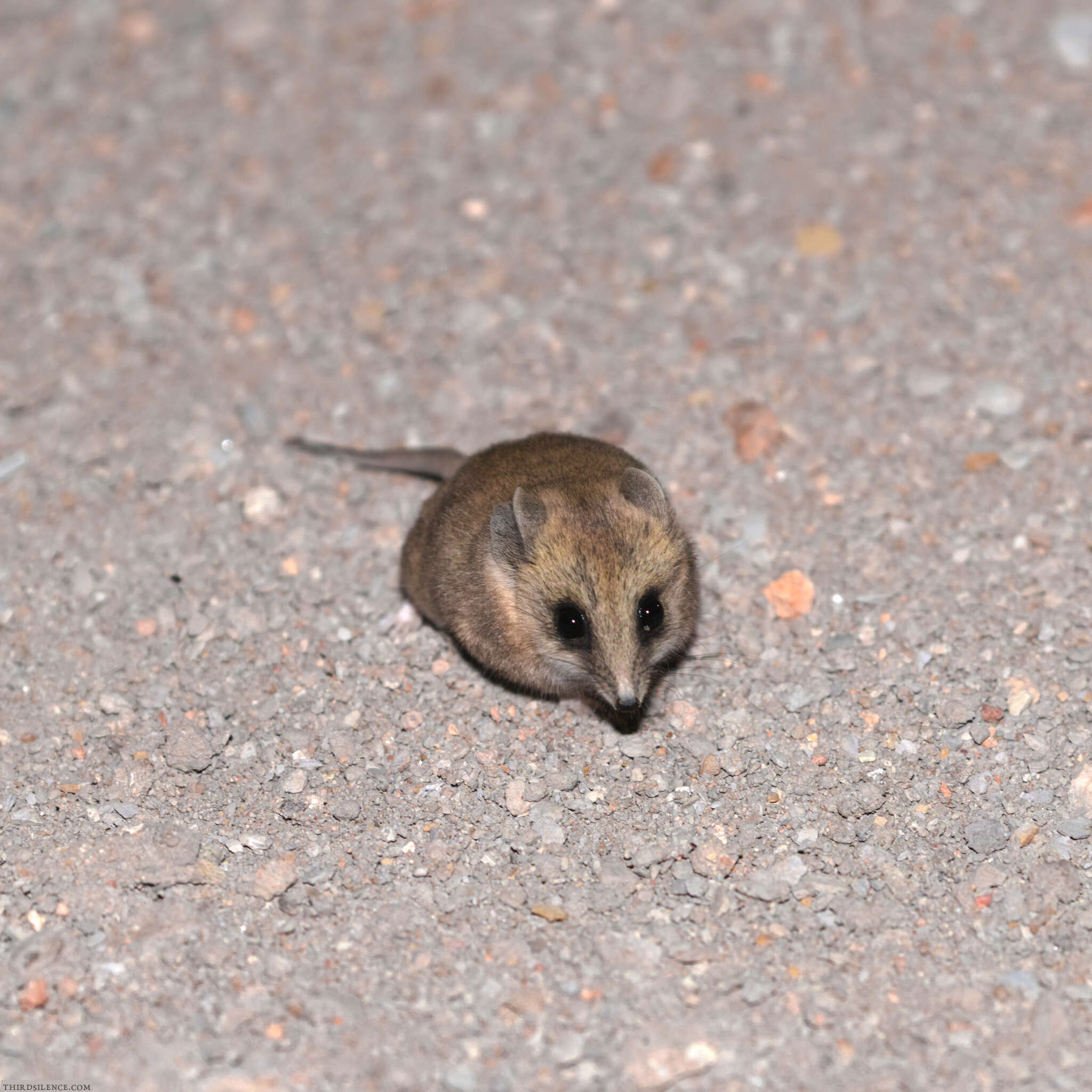 Image of Fat-tailed Dunnart