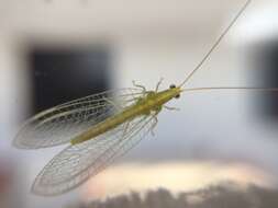 Image of Lacewing