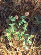 Plancia ëd Hypericum tetrapetalum Lam.