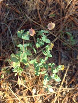 Image of fourpetal St. Johnswort