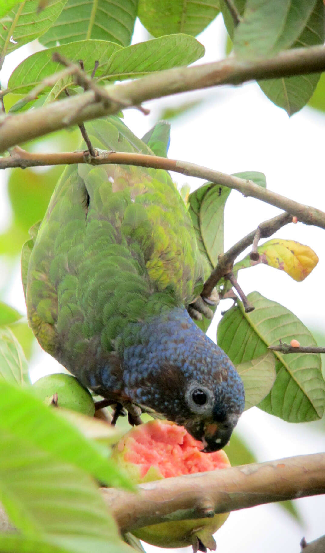 Image of Blue-headed Parrot