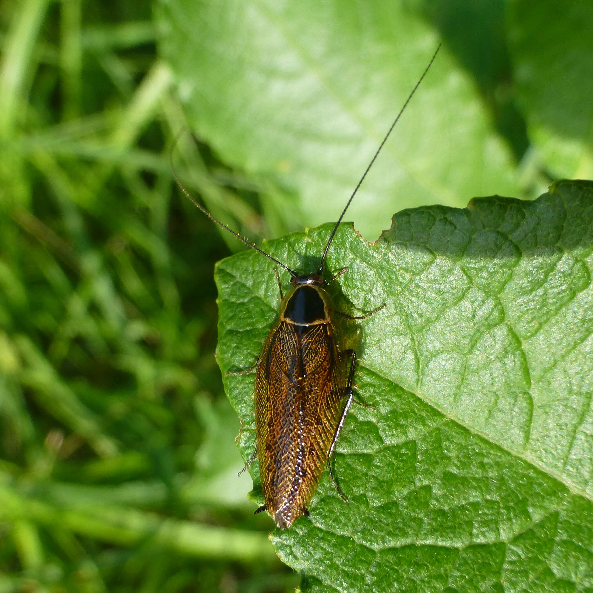 Image of dusky cockroach