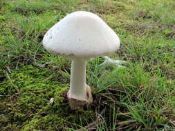 Image of Amanita suballiacea (Murrill) Murrill 1941