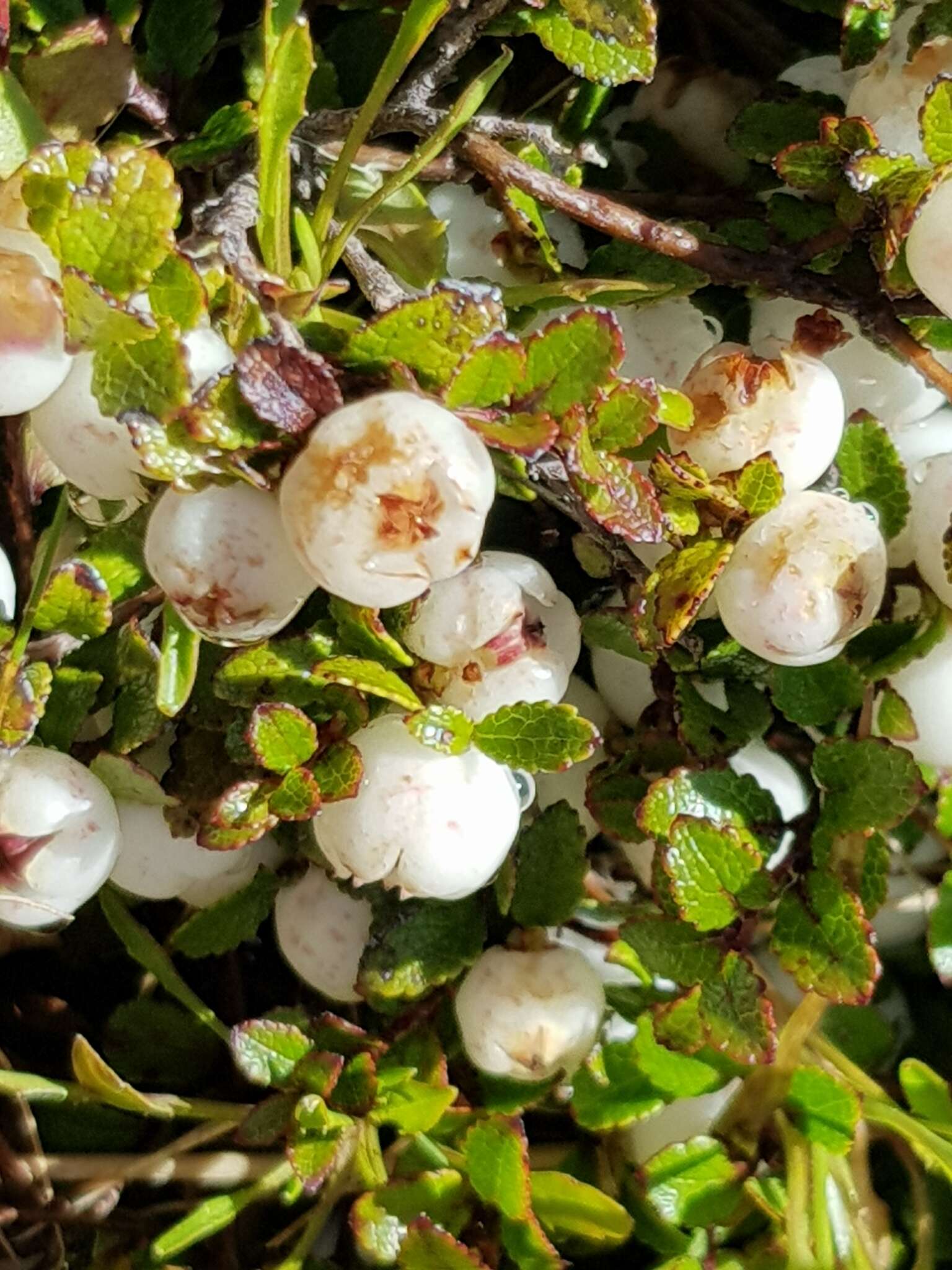 Image of Gaultheria depressa Hook. fil.