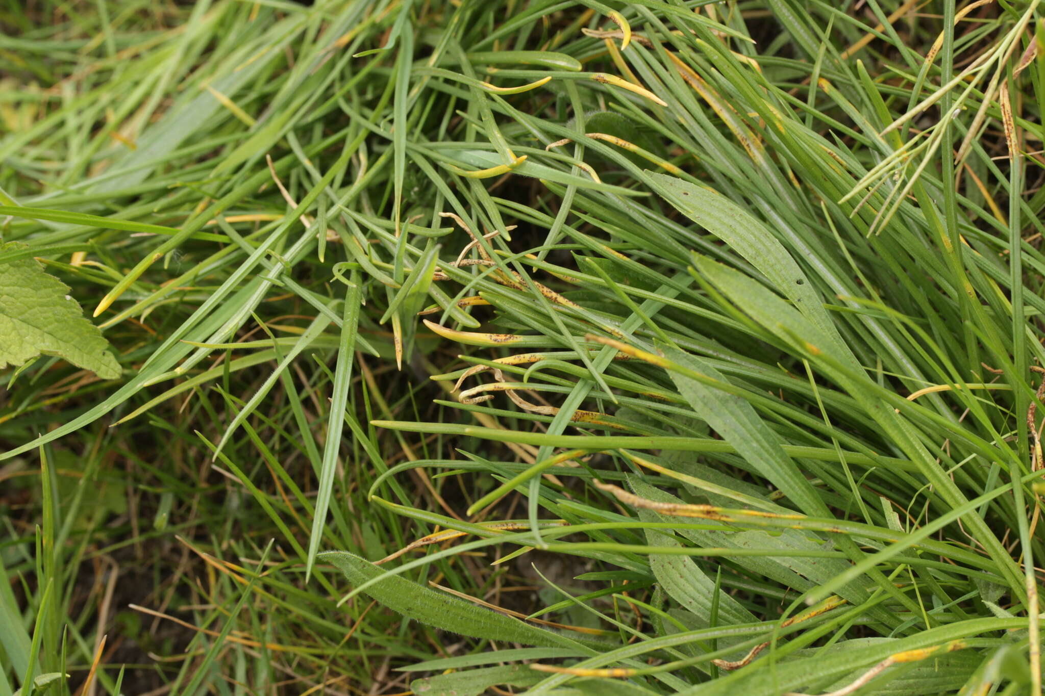 Image de Puccinia liliacearum Duby 1830