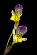 Image of Sparaxis villosa (Burm. fil.) Goldblatt