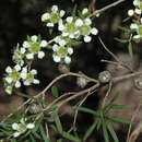 Sivun Leptospermum incanum Turcz. kuva