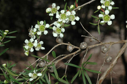 Image de Leptospermum incanum Turcz.