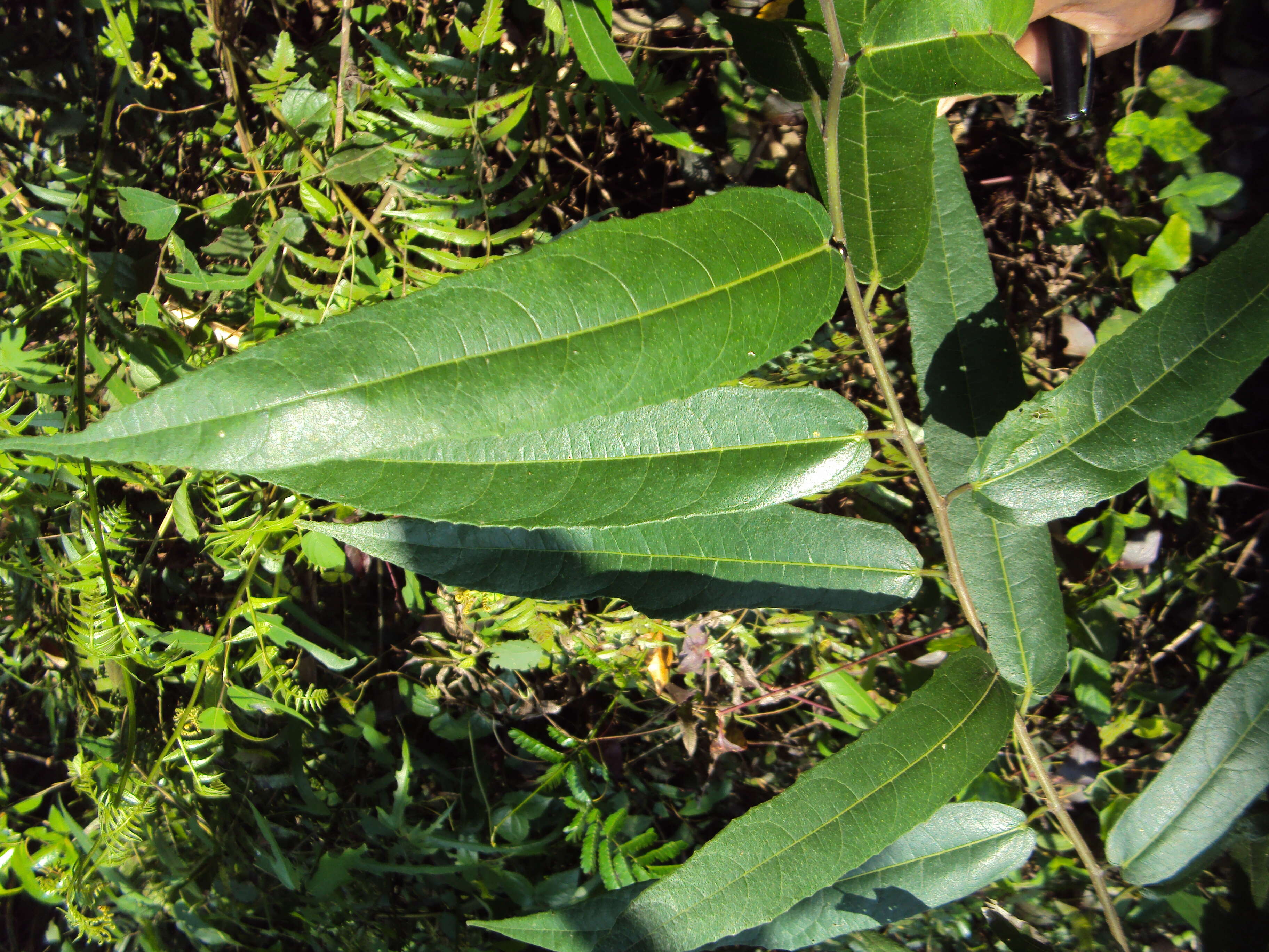 Image of Ficus heterophylla L. fil.