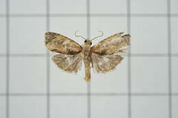 Image of Cryptophlebia repletana Walker 1863