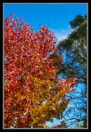 Image of American Sweetgum