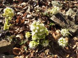 Image of Petasites albus (L.) Gaertn.