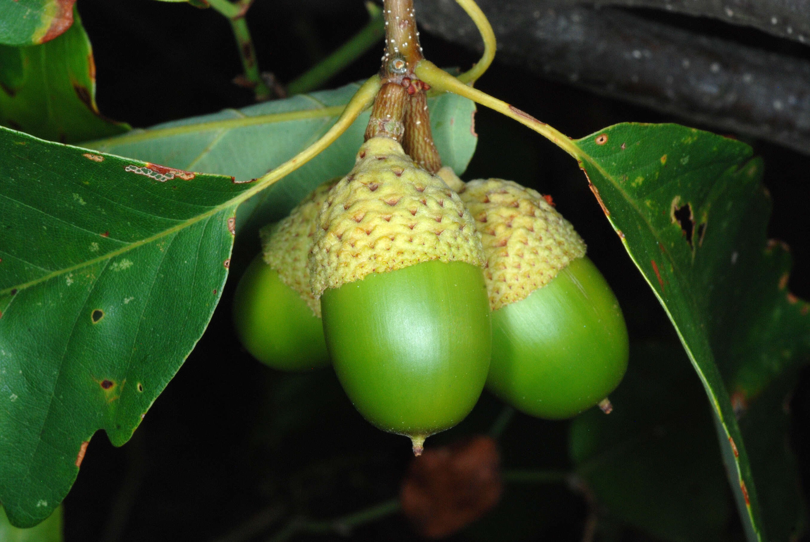 Image of Chestnut Oak