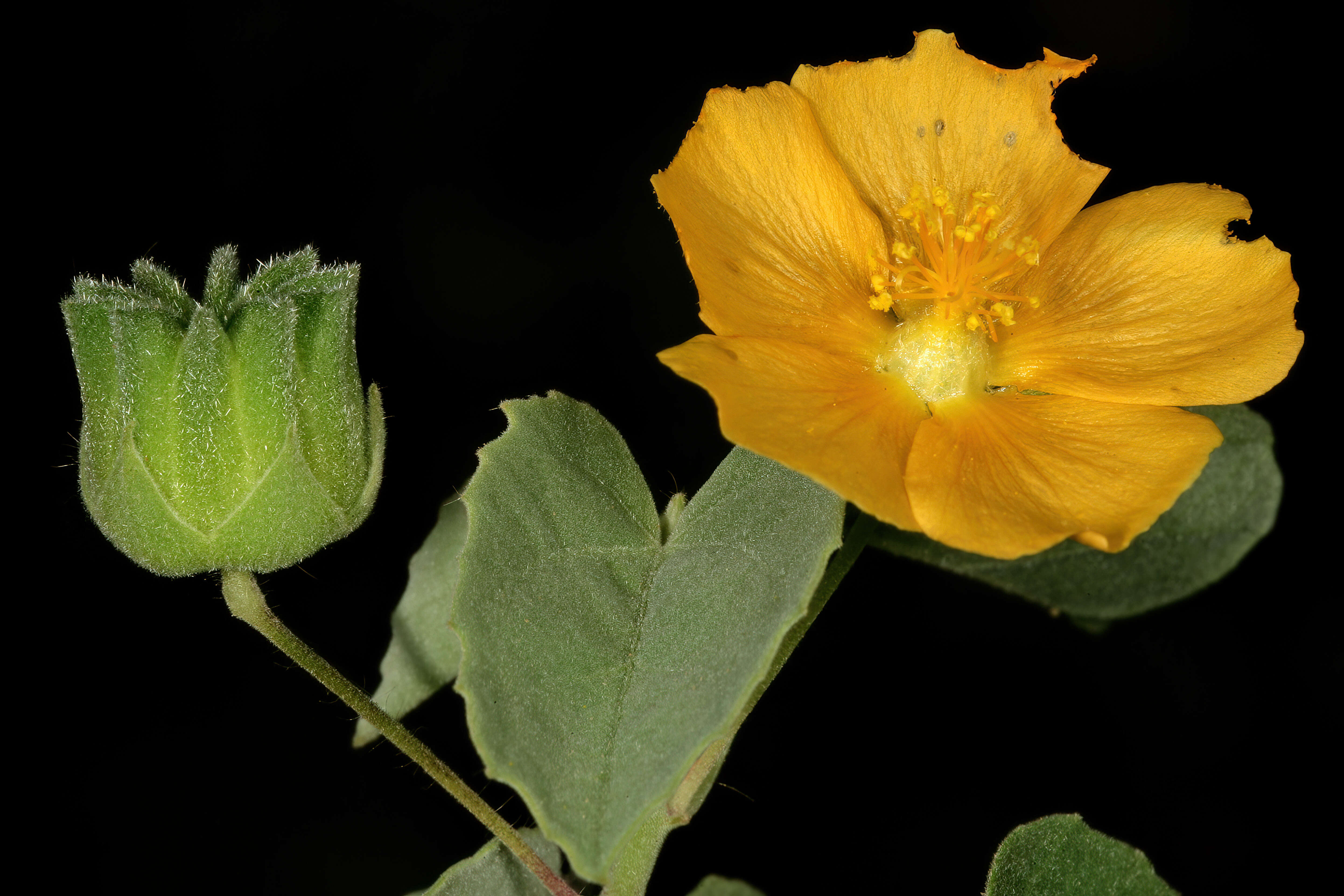 Image of Texas Indian mallow