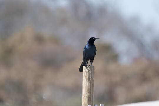 Image of Boat-tailed Grackle