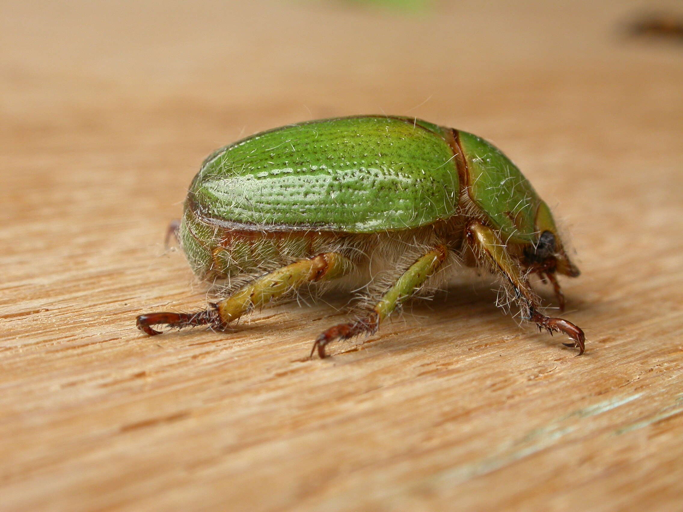 Image of Anoplognathus prasinus (Castelnau 1840)