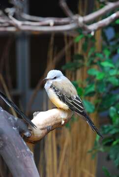 Image of Scissor-tailed Flycatcher