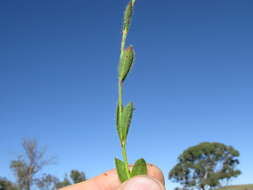 Image of Pimelea curviflora R. Br.