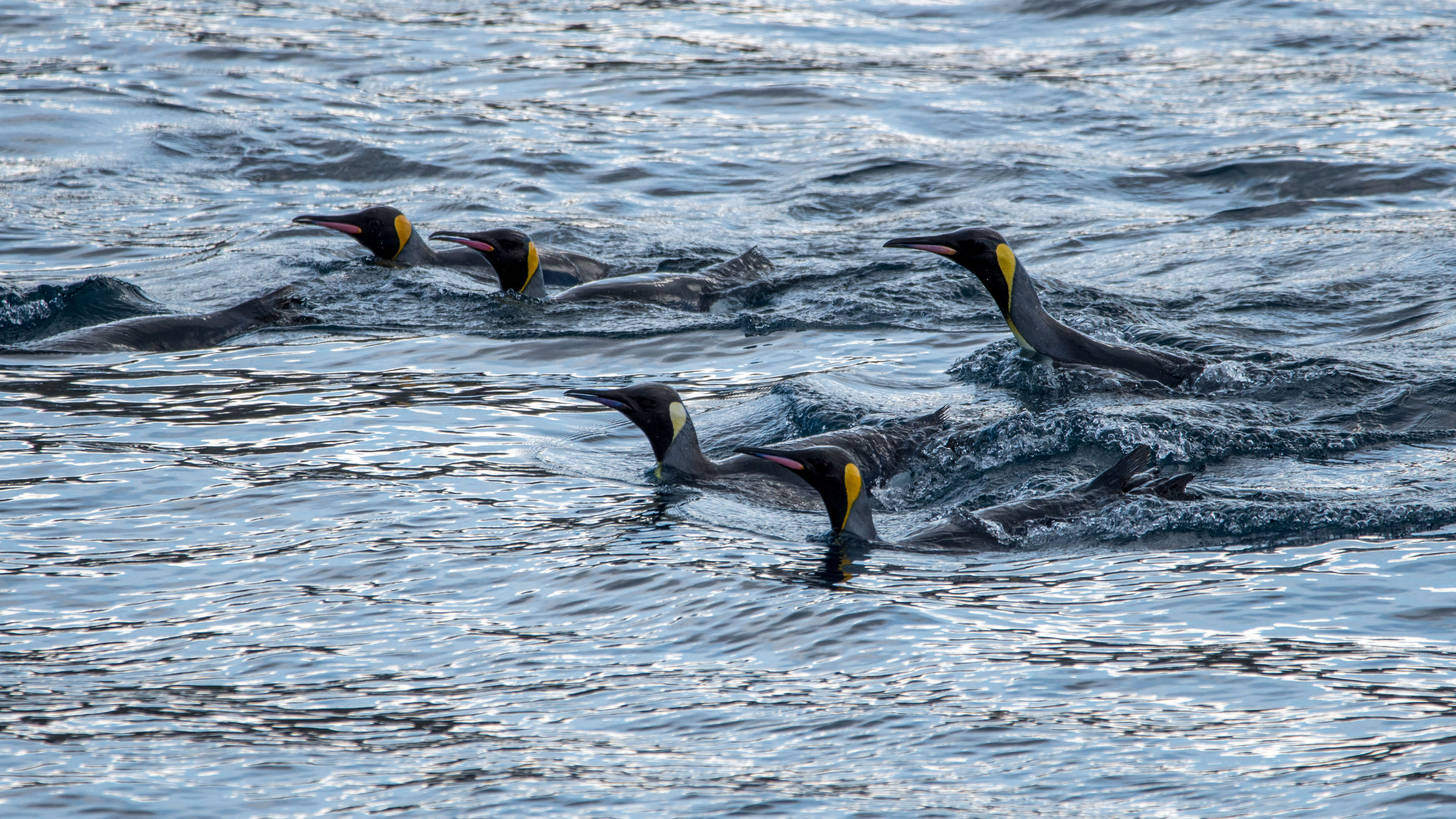 Image of King Penguin