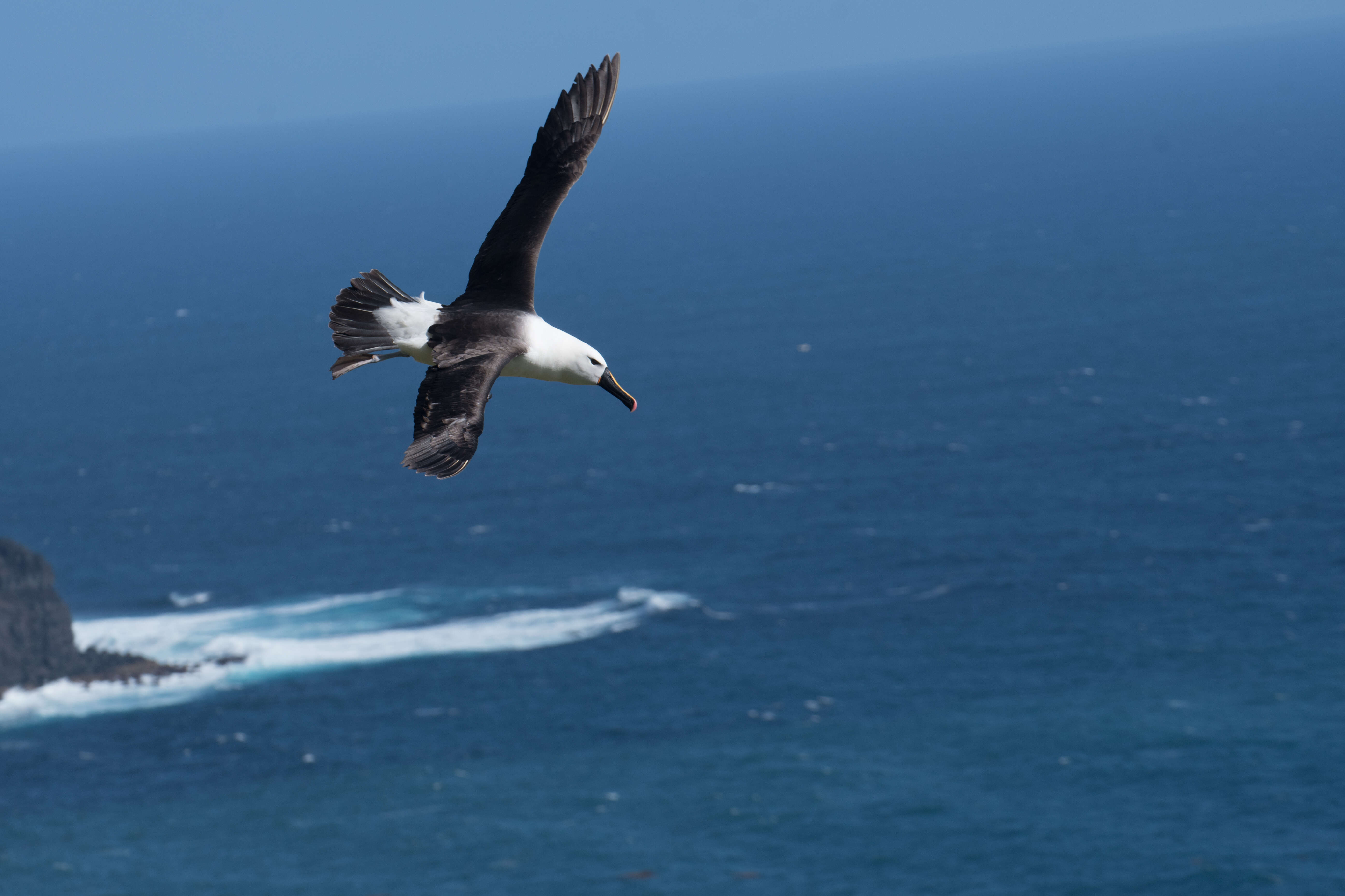 Image of Indian Yellow-nosed Albatross