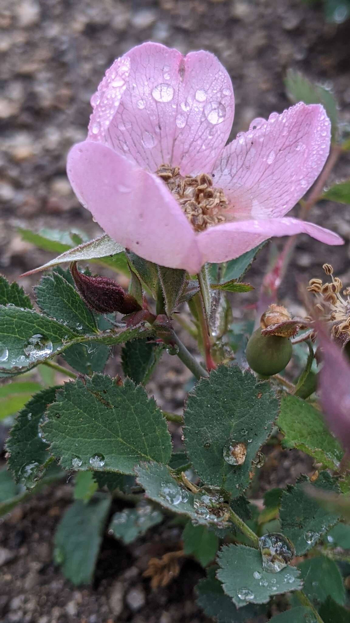 Rosa bridgesii Crepin ex Rydb. resmi