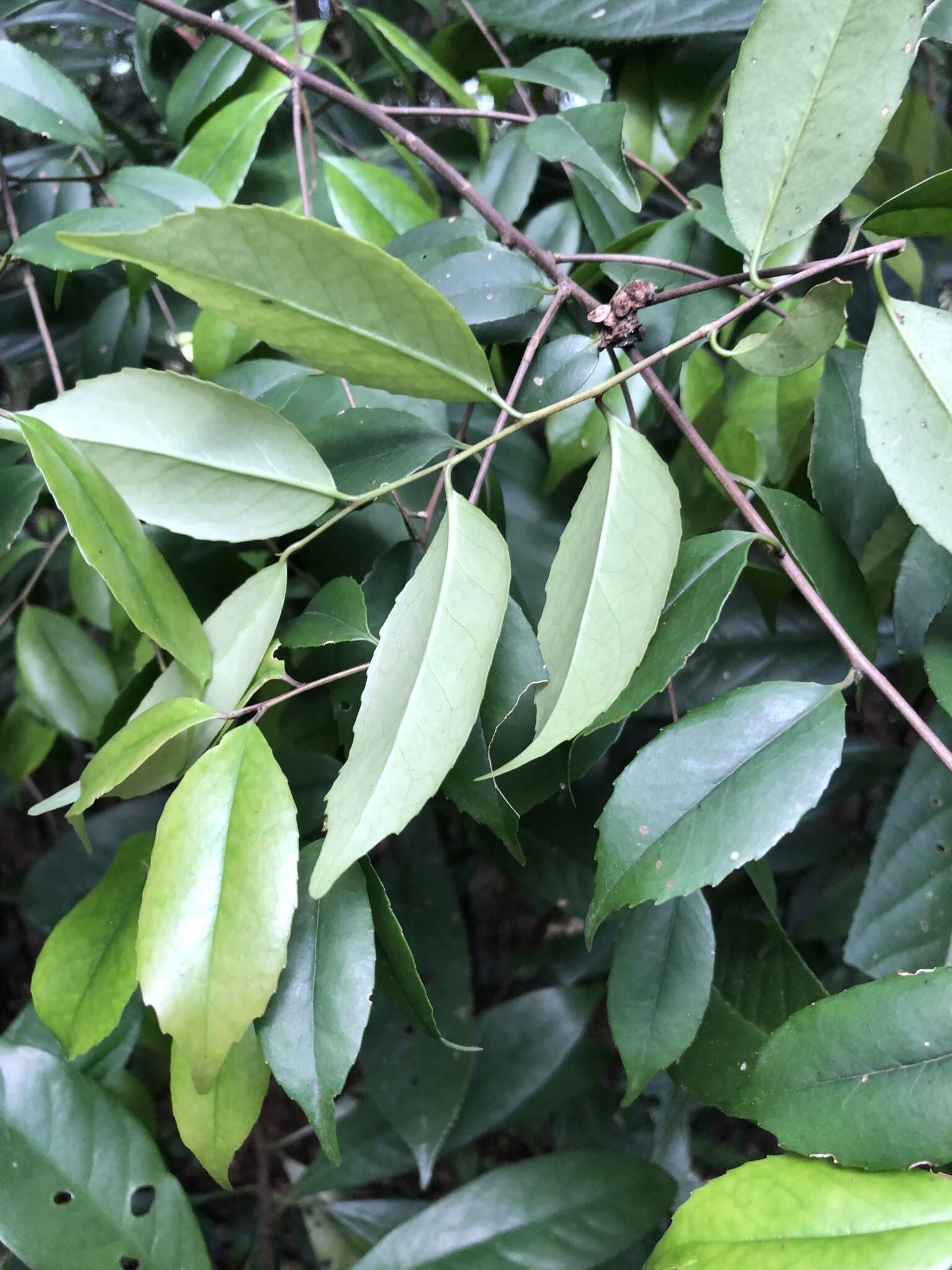 Слика од Ilex uraiensis Yamam.