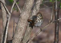 Image of Hermit Thrush