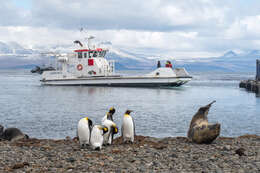 Image of King Penguin