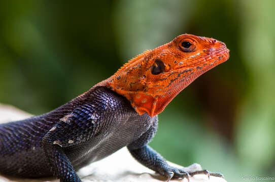 Image of Common agama