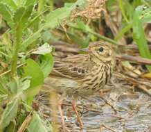 Image of Tree Pipit